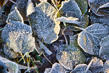 Frost auf Blättern