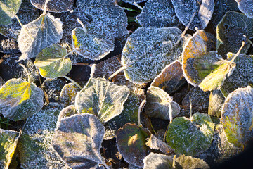 Frost auf Blättern