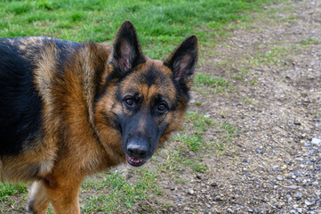 close-up of the face of a German shepherd dog that appears on the left of the photo and with its head turned to the right, facing the camera, looks with pricked ears, attentive, expectant at its owner