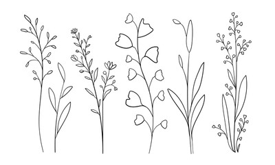 Fototapeta na wymiar Wildflowers line art on white background. Spring flowers outline. Flowers set. Botanical vector illustration