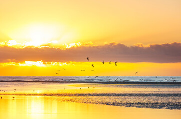 Naklejka premium Birds on beach