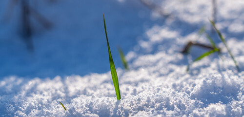 Early spring landscape: close up green grass under white snow.