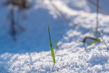 Early spring landscape: close up green grass under white snow. Horizontal image.