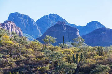 Fototapeta premium Cactus in Mexico