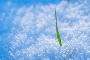 Early spring landscape: green grass under white snow. Horizontal image.