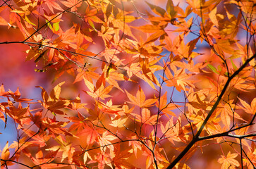 Deep scarlet foliage of red maple