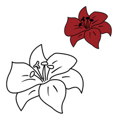 Coloring book for kids wild flower