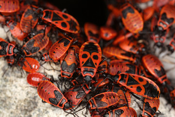 Group of firebugs - Pyrrhocoris apterus - Pyrrhocoridae