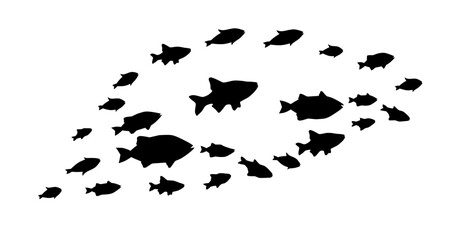 Silhouettes of groups of  fishes on white. Vector