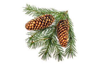 Beautiful branch of a coniferous pine tree with fruits and cones on a white background