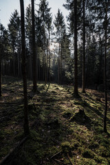 Fototapeta premium wald