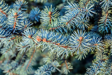 Naklejka na ściany i meble Beautiful coniferous tree branch, close-up.