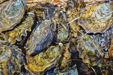 Background of fresh oyster shells