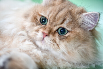 close-up portrait of a fluffy red British cat