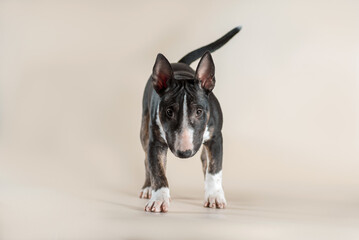 mini bull terrier breed dog looks straight at a light beige background