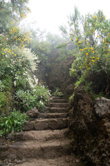 nebliger weg auf Madeira