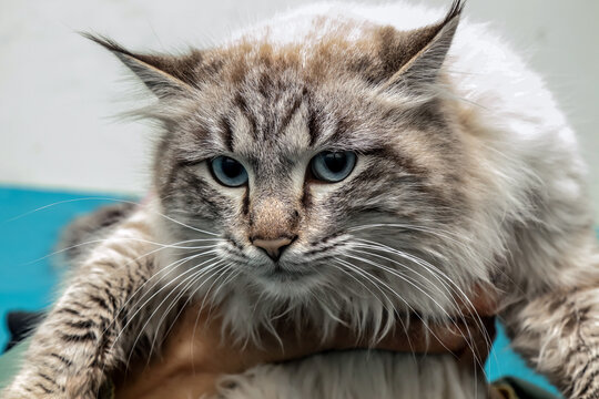 Big homeless Maine Coon cat looking at the camera portrait