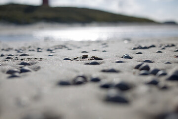 Muschel im Strand auf Texel