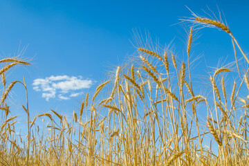 Obraz premium Field of wheat against the blue sky. Grain farming, ears close-up. Agriculture, growing food.