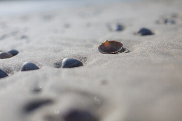 Strand mit Muscheln auf Texel