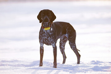 Young black and white Greyster dog posing outdoors wearing a red collar with a yellow GPS tracker on it standing on a snow on sunset in winter