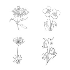 Hand Drawn Wildflowers Set. Line art Vector Illustration.