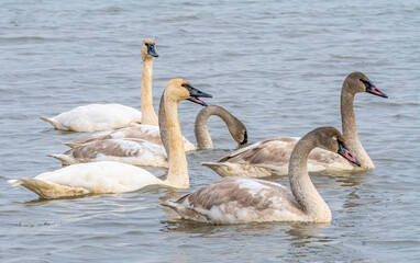 A family of wild trumpeter swans 