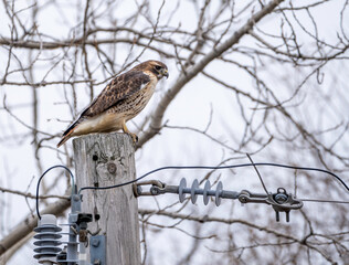 A red-tailed hawk perched on a powerline pole 