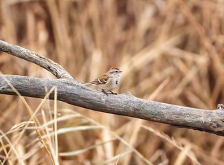 An American tree sparrow perched on a dead tree branch 