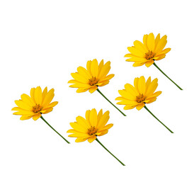 yellow flowers isolated on white background