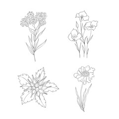 Hand Drawn Wildflowers Set. Line art Vector Illustration.