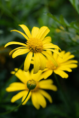 bee on flower