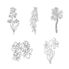 Hand Drawn Wildflowers Set. Line art Vector Illustration.