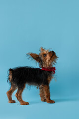 Pet on blue background, advertising, red scarf, cute little dog