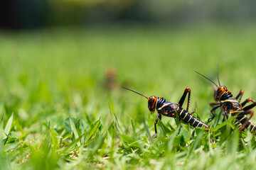 grasshopper on the grass