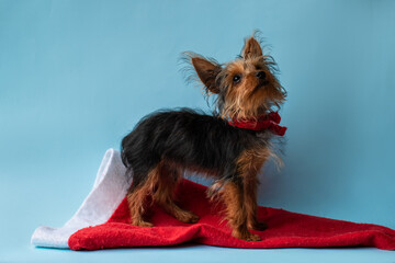 Pet on blue background, advertising, red scarf, christmas hat, cute little dog