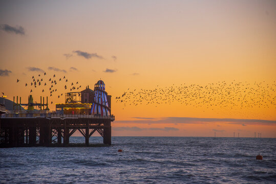 The Starling Murumuration off the Sussex Coast in Brighton