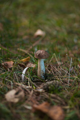 beautiful mushroom on the ground in autumn