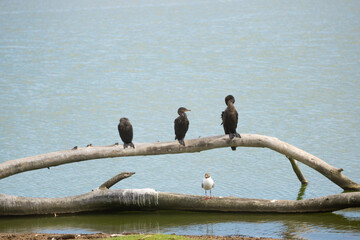 P&aacute;jaros descansando sobre una rama en el rio