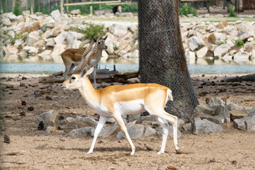 antilopes y gacelas durante un safari
