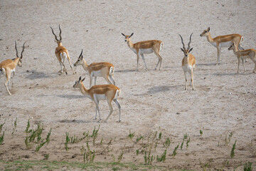 antilopes y gacelas durante un safari