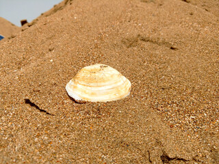 Fototapeta na wymiar Macro photography seashell on the beach