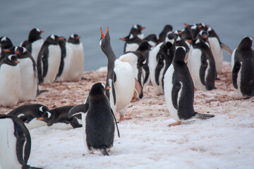 Obraz premium group of penguins