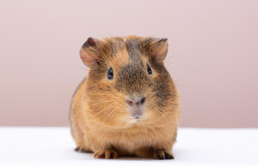 Curious guinea pig on background, guinea pig cute portrait copy space