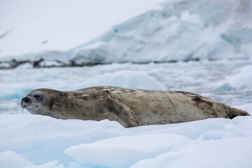 seal in the snow