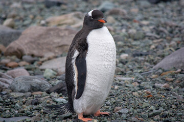 penguin on the beach