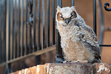 Young great horned owl owlet standing on a brick wall with a shallow depth of field