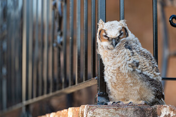 Young great horned owl owlet standing on a brick wall with a shallow depth of field