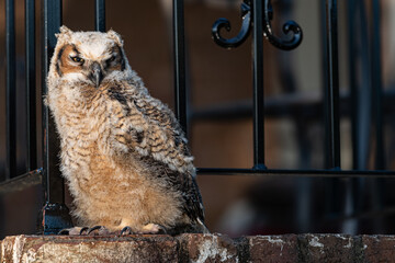 Young great horned owl owlet standing on a brick wall with a shallow depth of field