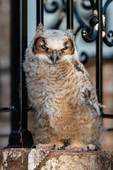 Young great horned owl owlet standing on a brick wall with a shallow depth of field